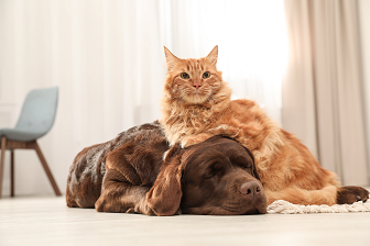 Cat and dog protected from fleas, intestinal worms and ear mites by being treated with Advocate™ 