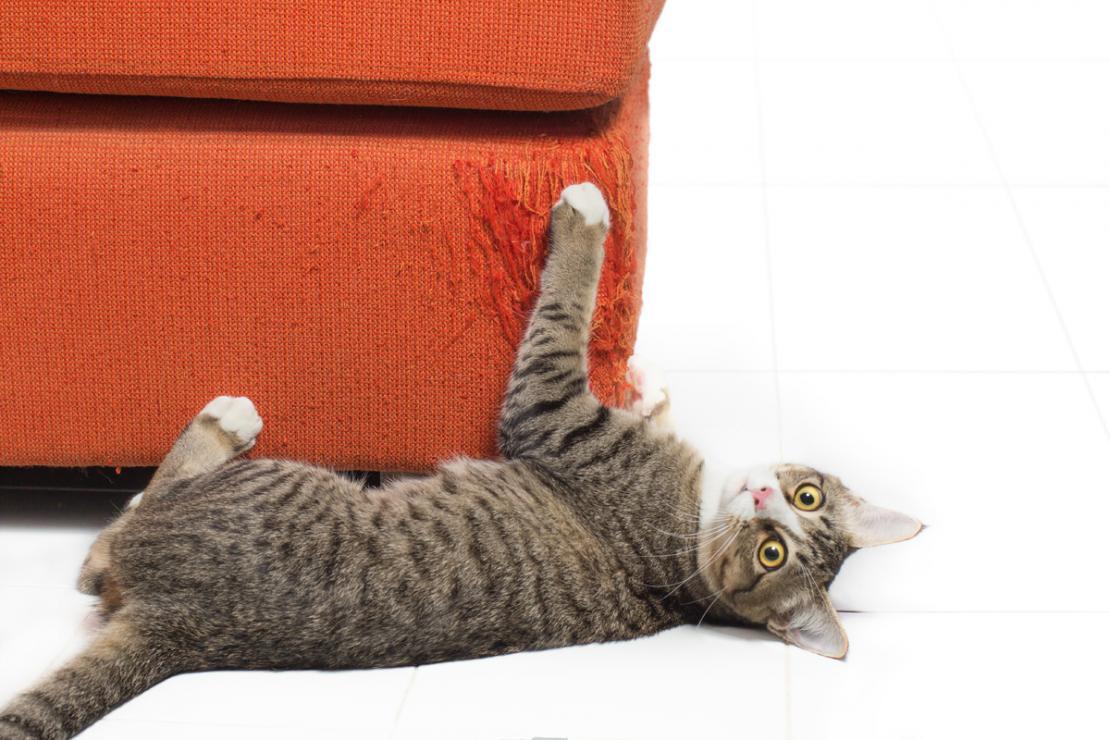 gato arranhando o pé de um sofá