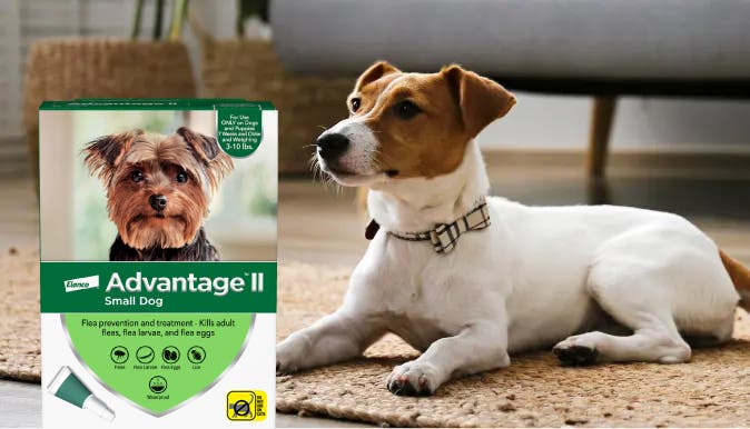 Advantage II Small Dog Flea Prevention and Treatment pack with small dog on rug