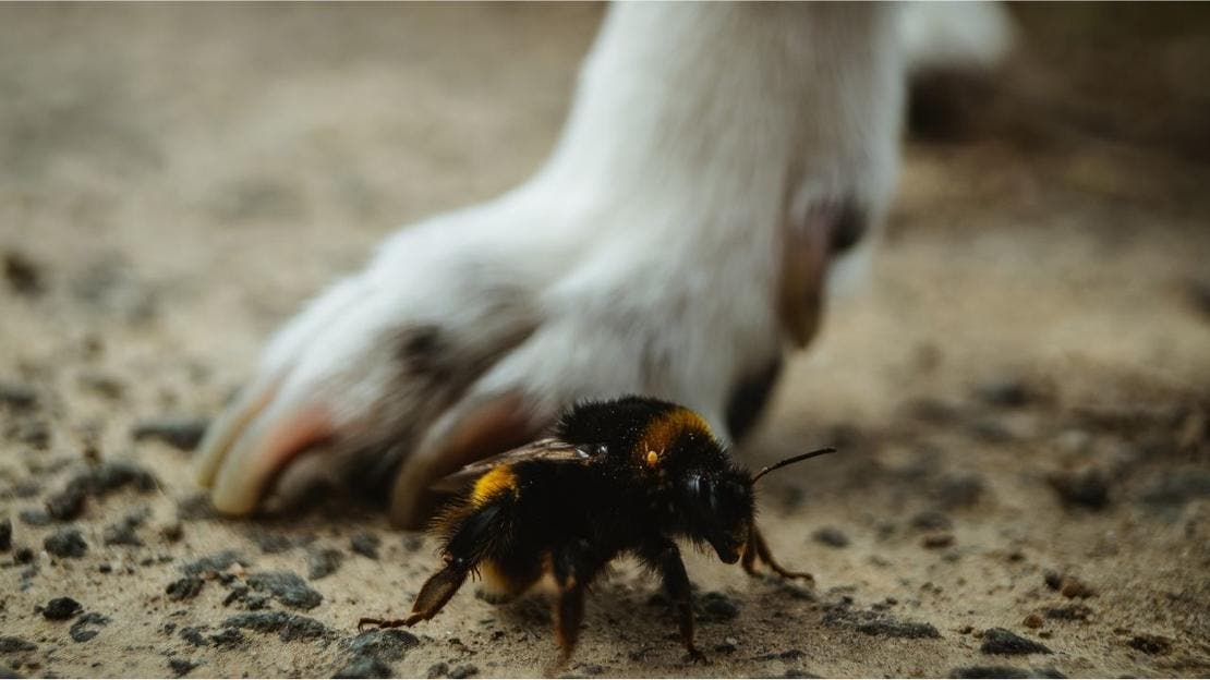 psy użądlone przez szerszenie, osy i pszczoły