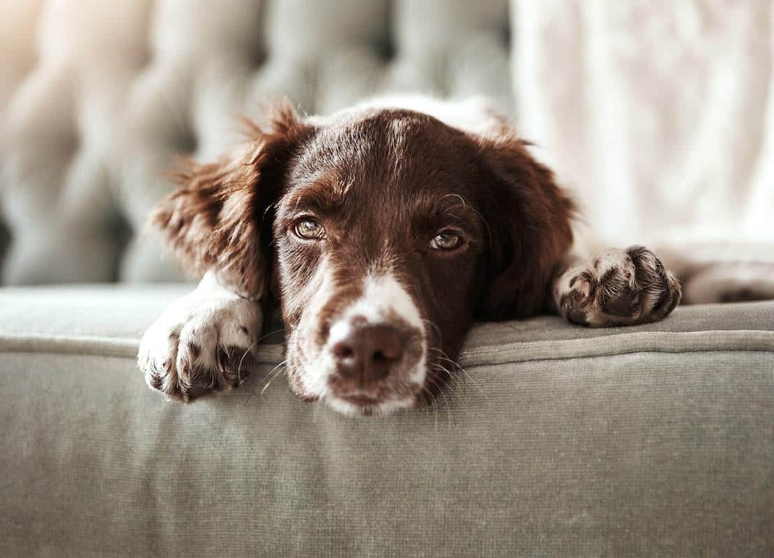 Dementie bij honden: wordt je hond vergeetachtig