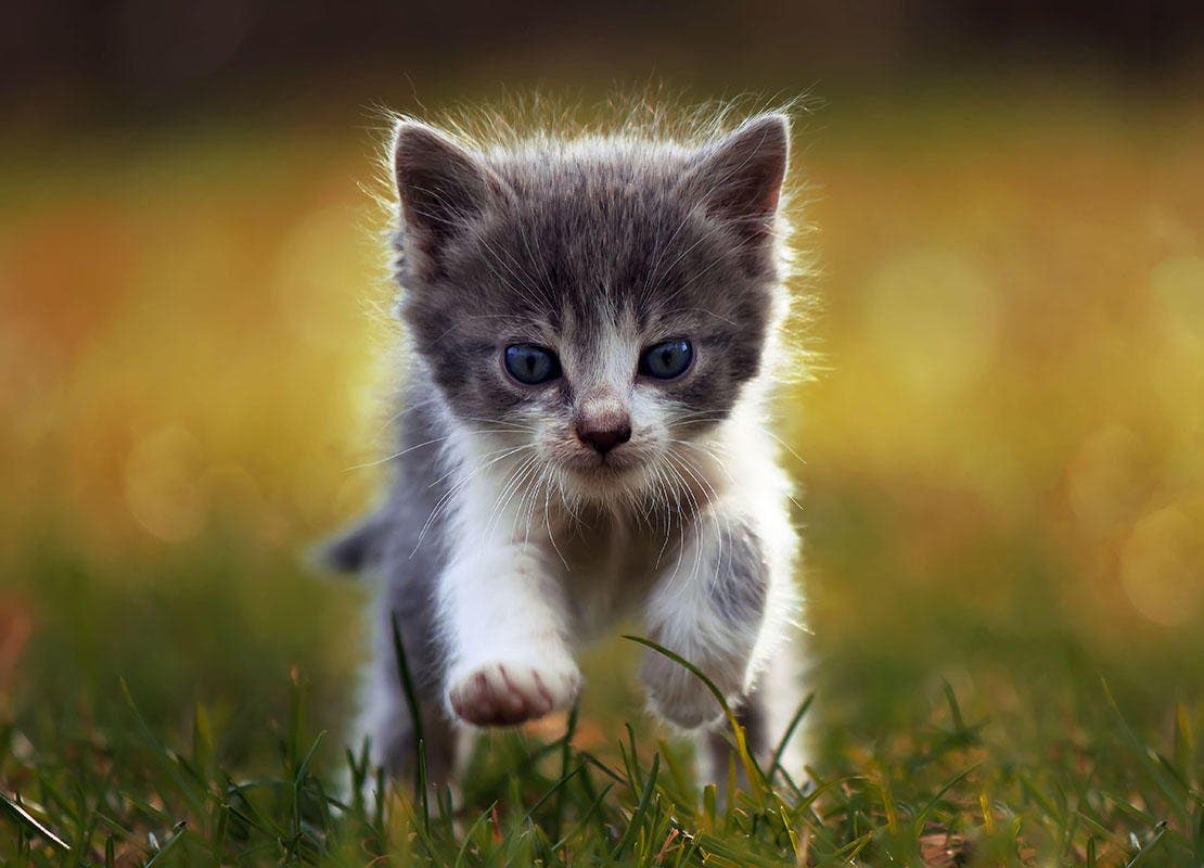 Kätzchen läuft übers Gras