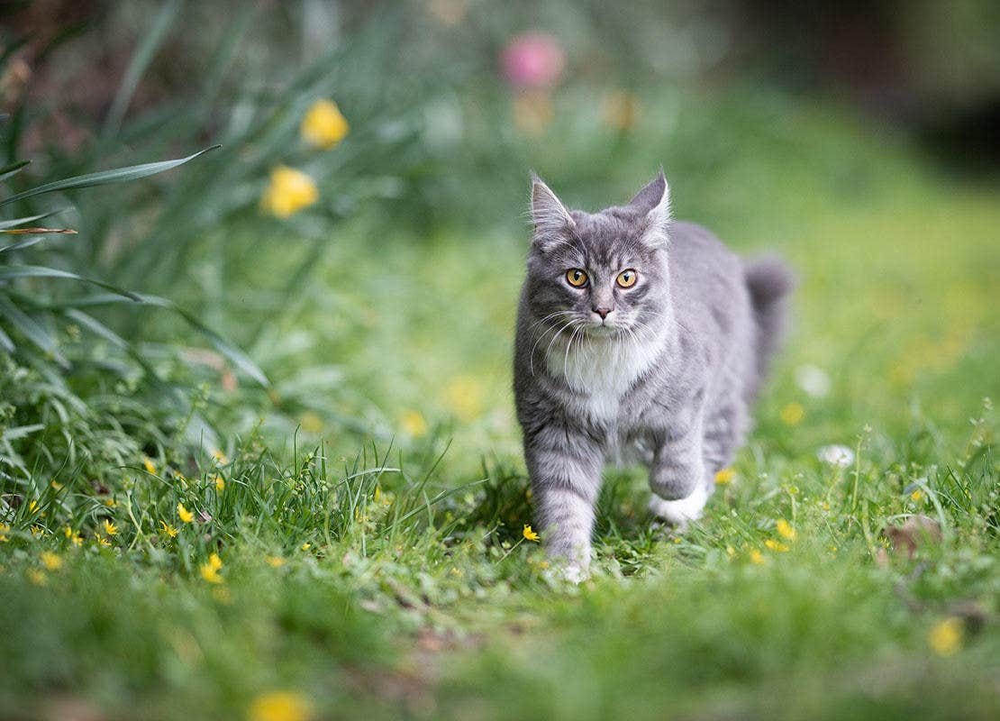  Gato malhado azul Maine Cool no quintal rodeado por flores amare