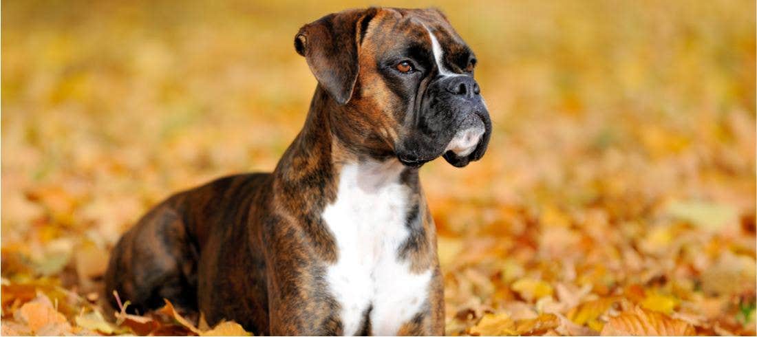 Alla scoperta delle razze canine- il Boxer