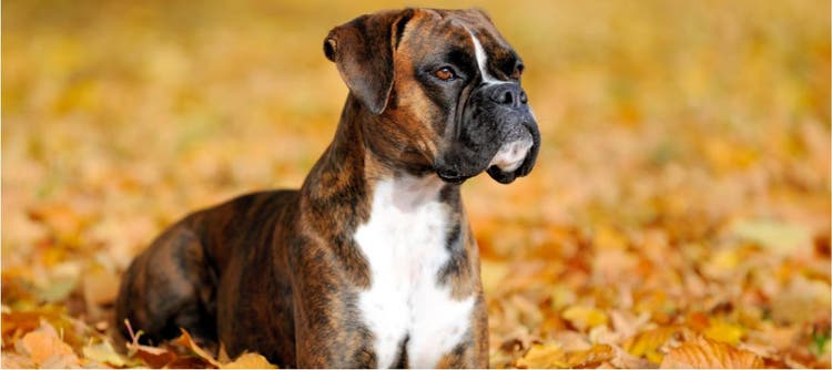Alla scoperta delle razze canine- il Boxer