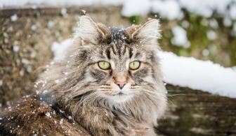 Norwegian Forest Cat