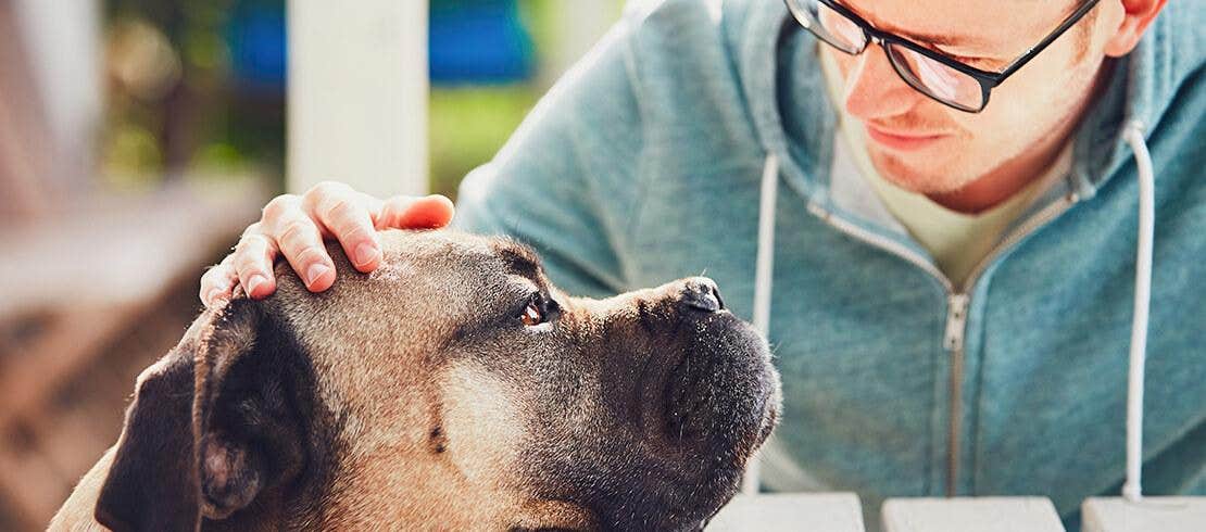 Un gros chien posant la tête sur une table à pique-nique, se faisant caresser tendrement par son maître