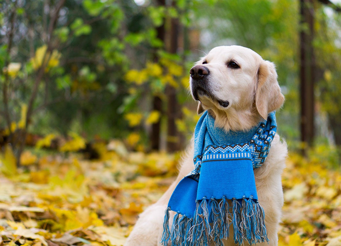 Golden retriever dog wearing a scarf sitting on a fallen yellow leaves