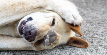 Liegender Hund bedeckt sein Gesicht mit seinen Pfoten