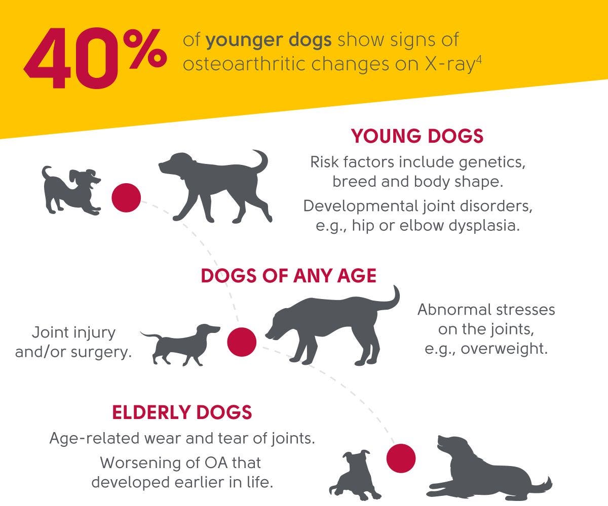 Stats and facts about canine osteoarthritis