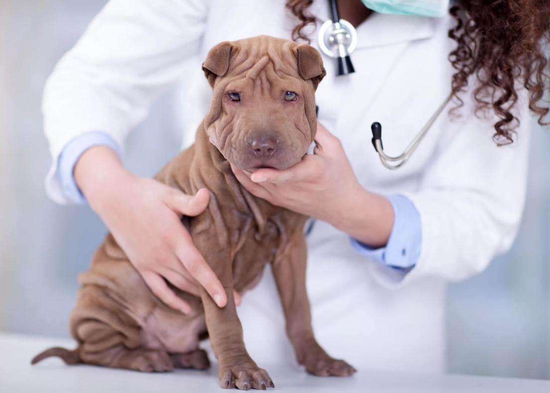 Primeros auxilios para perros