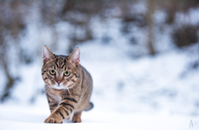 A cat walking in snow 