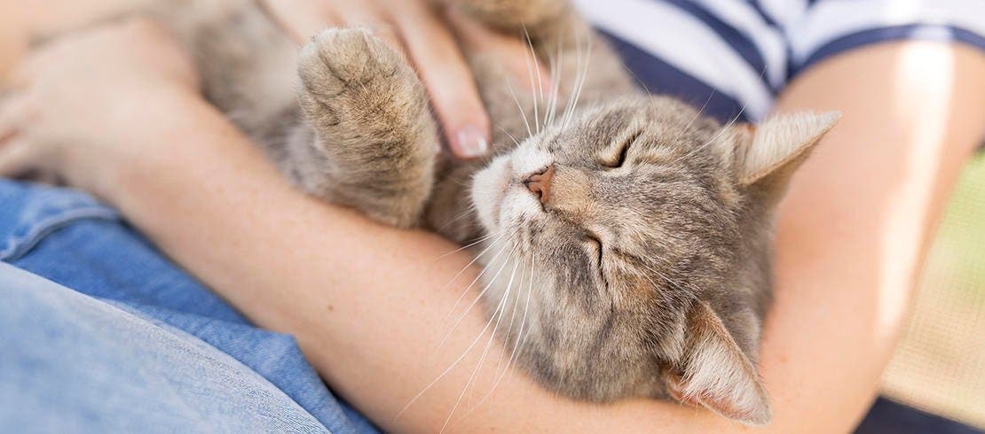 Image of a cat lying in it’s owner’s arms 