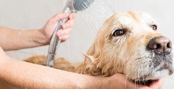 Propriétaire d’animal qui donne le bain à un golden retriever dans une baignoire avec une douche-téléphone.