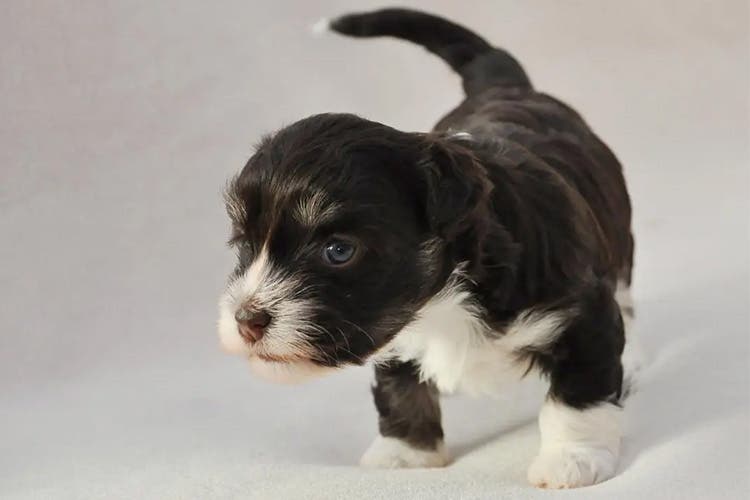 A black and white puppy