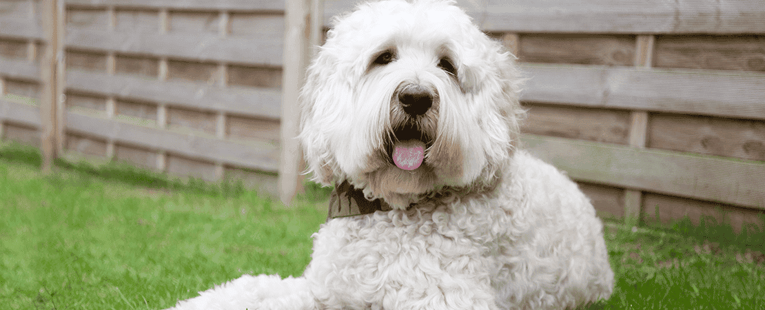 Poodle, a popular dog breed that doesn’t shed, lounging in backyard
