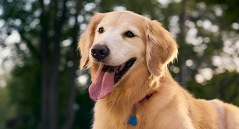 A happy golden retriever dog with tongue out