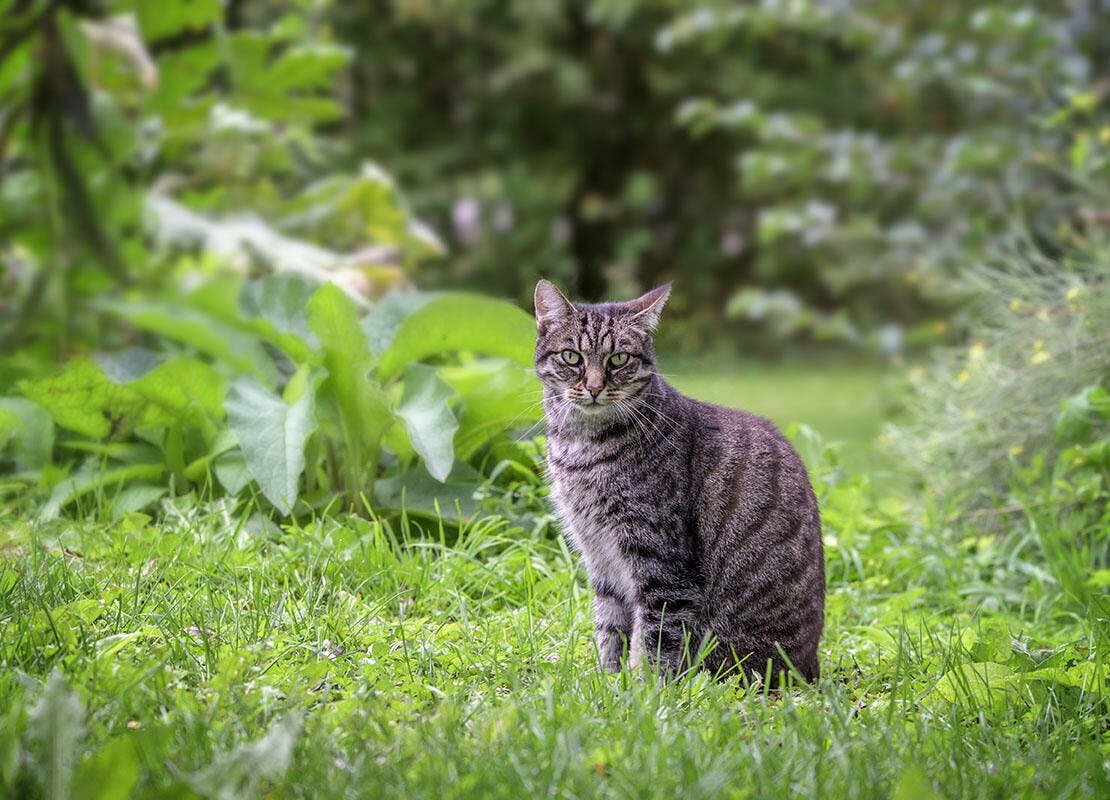 Cat outside patrolling the neighbourhood