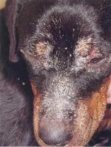 Sintomi cutanei Leishmaniosi nel cane
