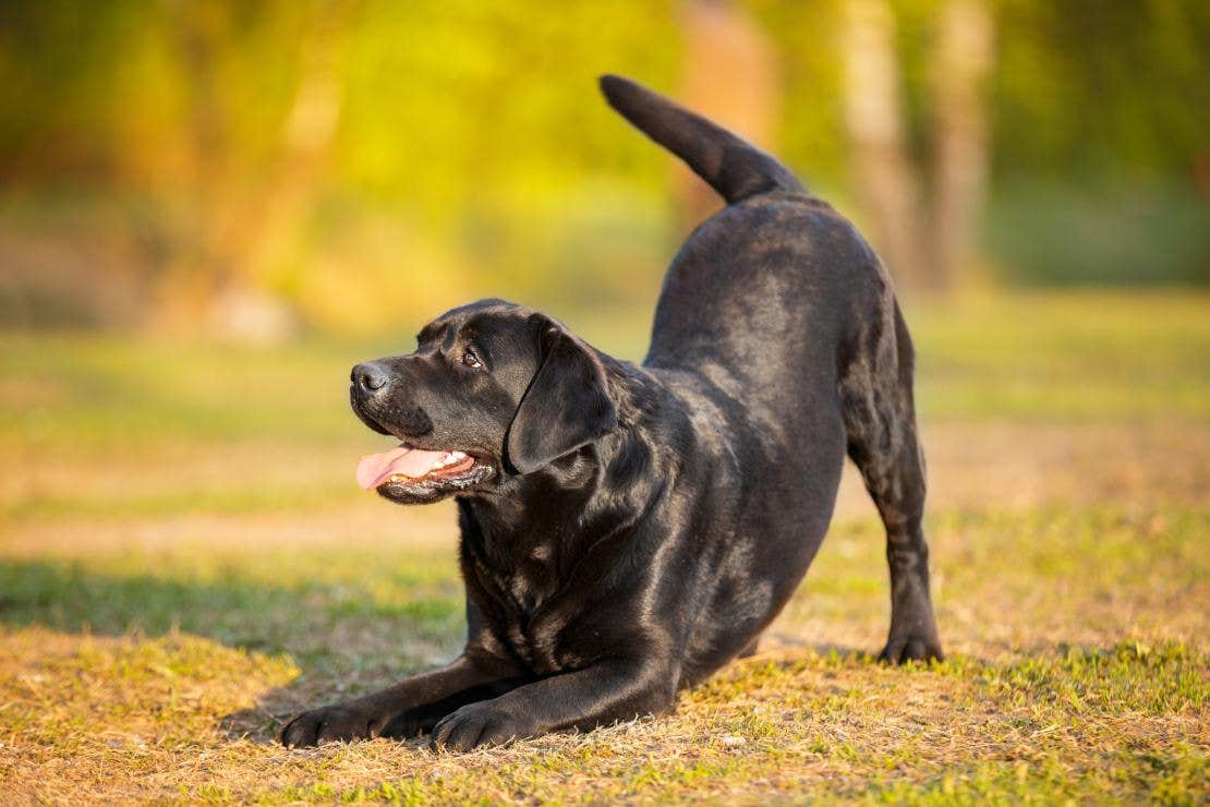 Black labrador showing playful behaviour