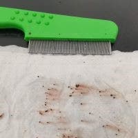 Fleas on flea comb and tissue
