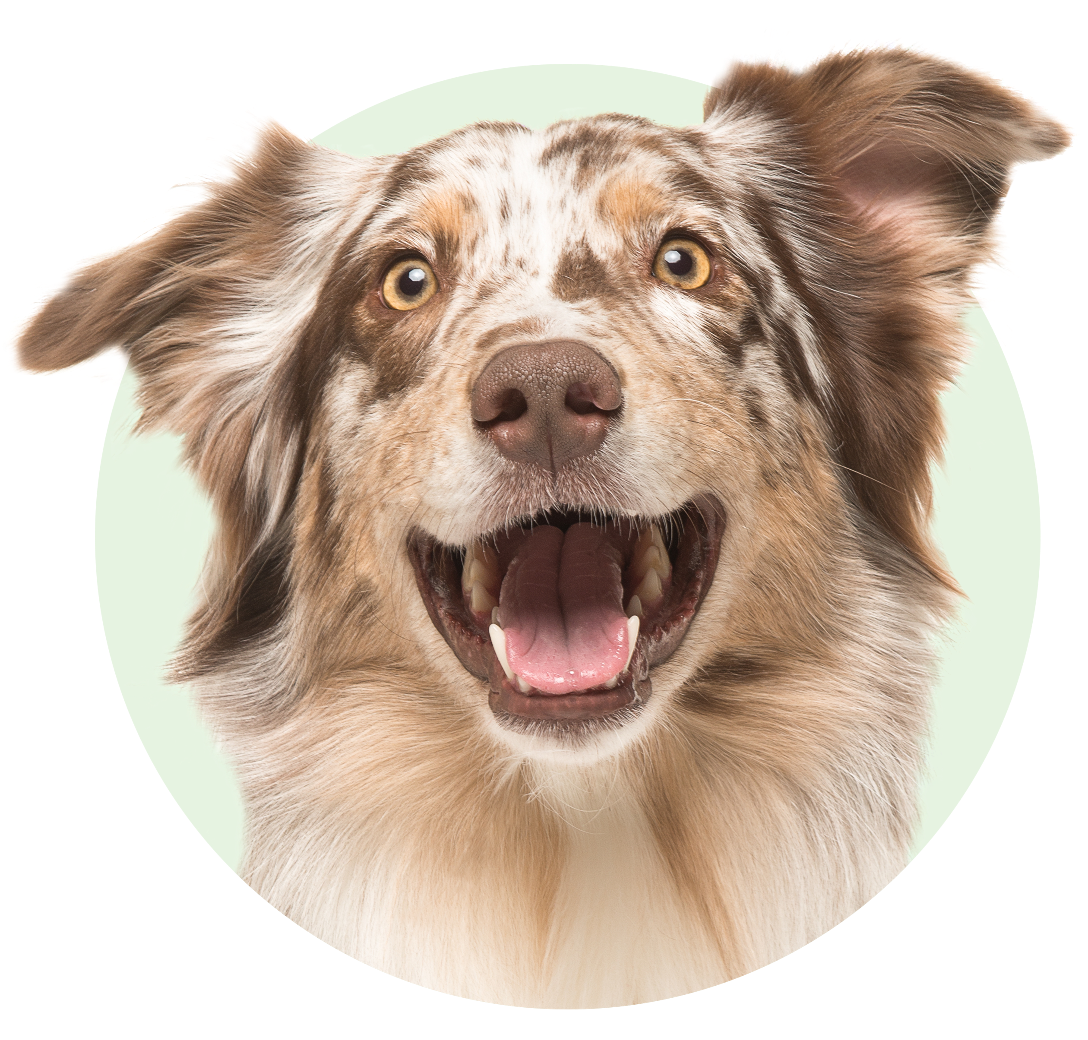 Dogs face
