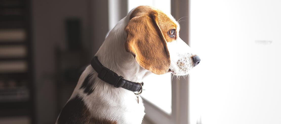 A dog looking out of the window