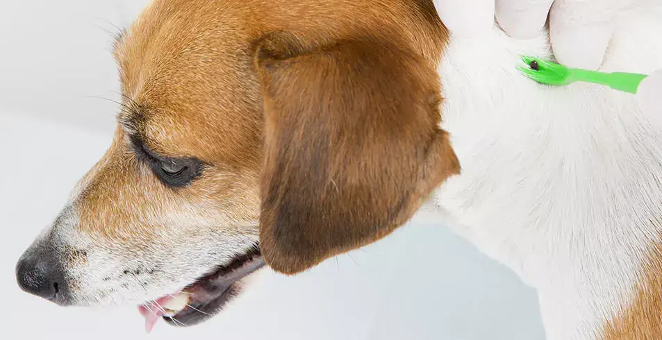 Removing a tick from a dog