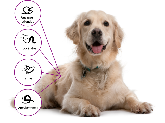 drontal_tower_dog_parasites