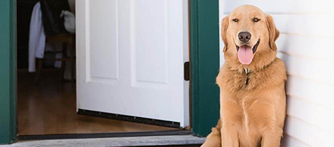 A golden retriever panting on the porch during a hot summer day