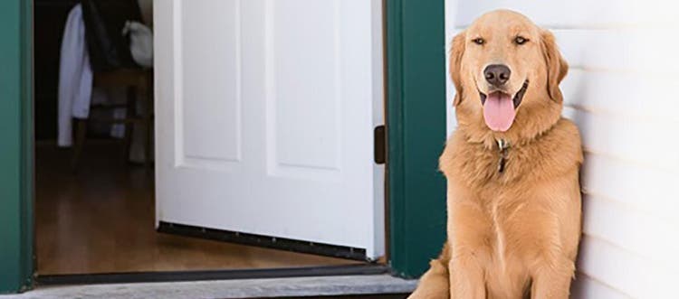 A golden retriever panting on the porch during a hot summer day