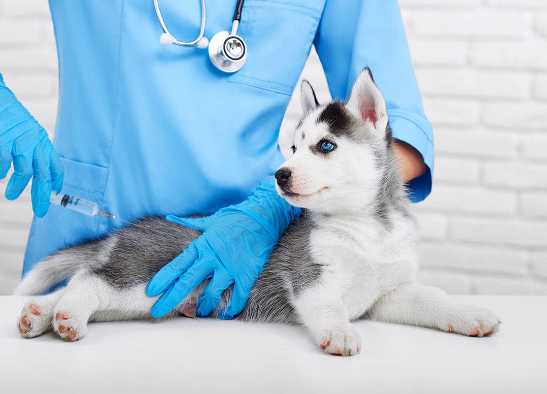 Kleiner Sibirischer Husky wird von Tierarzt geimpft