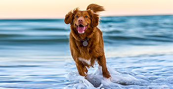 Nova Scotia Retriever hund på spring i bølgen med et stort smil