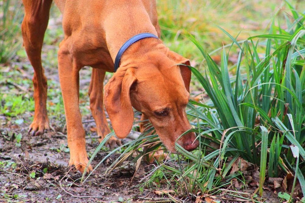 Comment les chiens s’infestent-ils ?