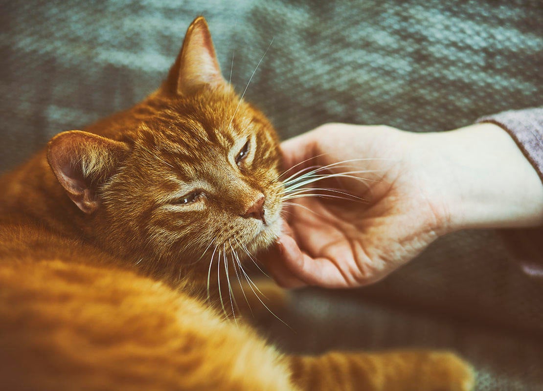 Vörös macska a kanapén, miközben egy női kéz gyengéden simogatja