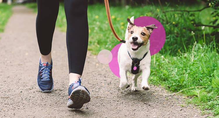 Brown and white dog on a walk with owner on a path wearing a harness leash