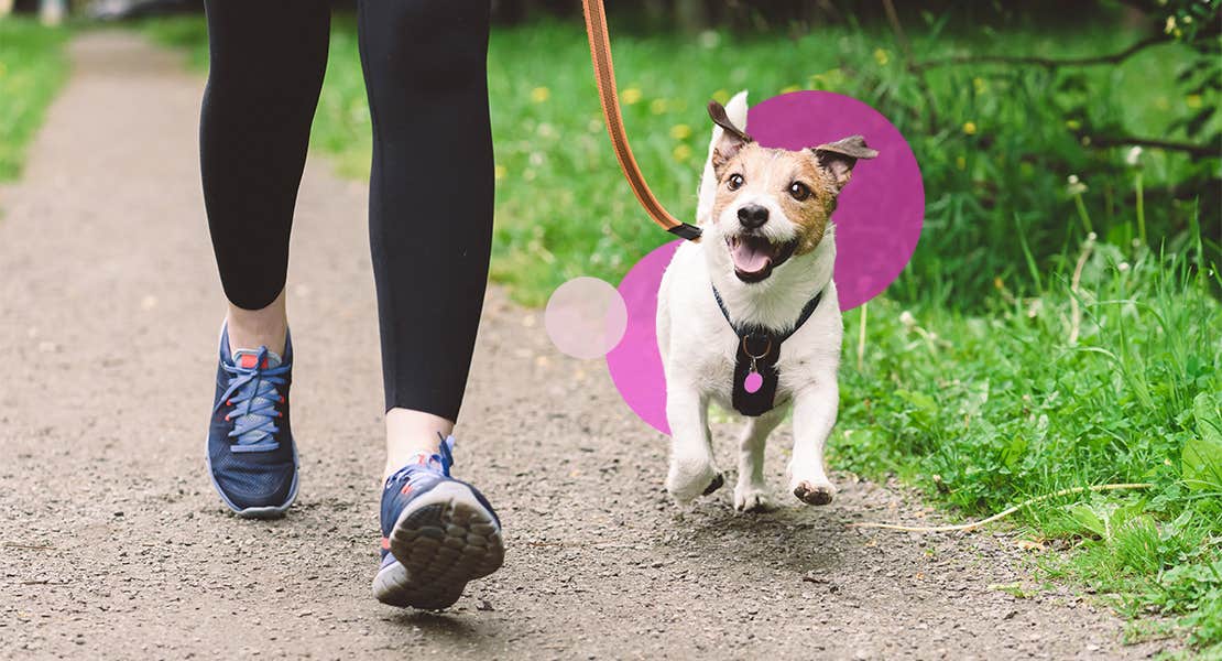 Brown and white dog on a walk with owner on a path wearing a harness leash