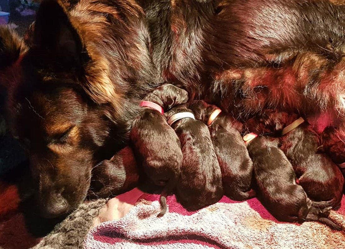 pups_geboren