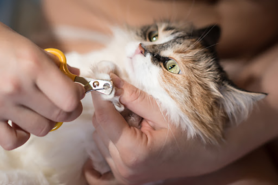 Baasje knipt nagels bij kat