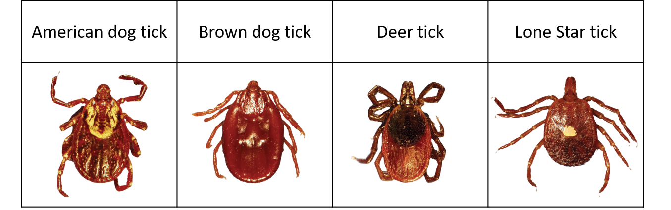 are ticks common in dogs
