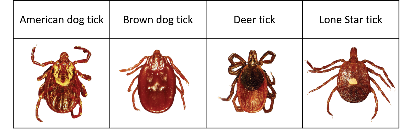 ticks in Canada