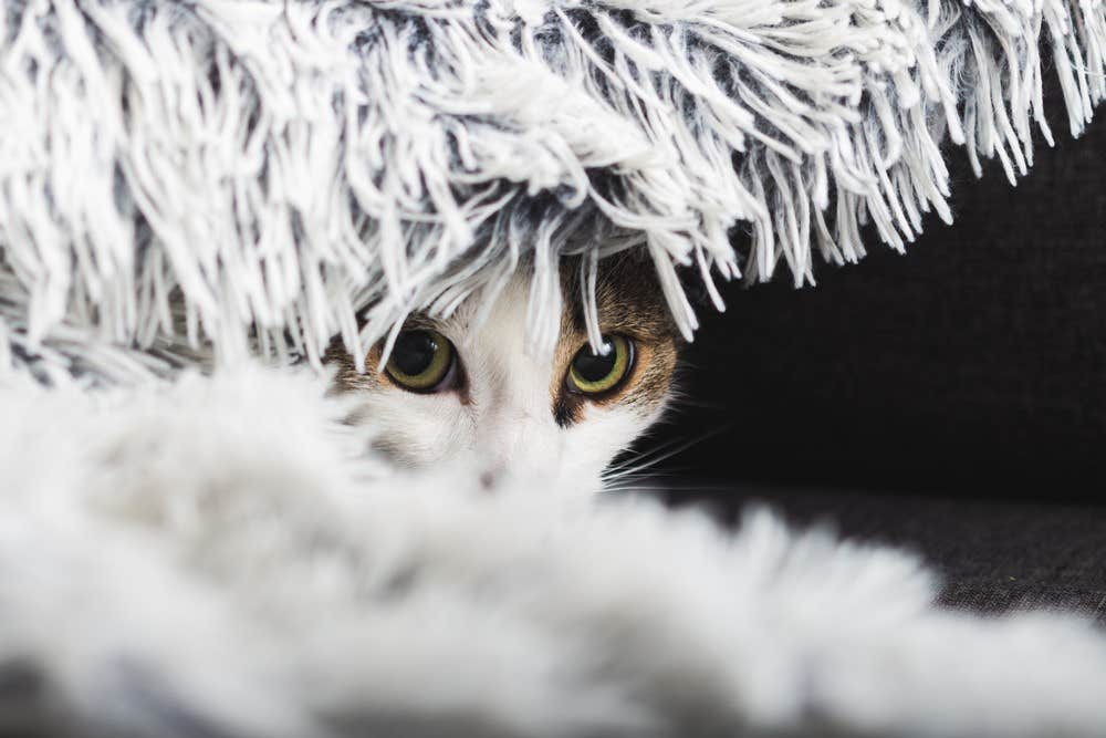 Chat qui se cache sous une couverture