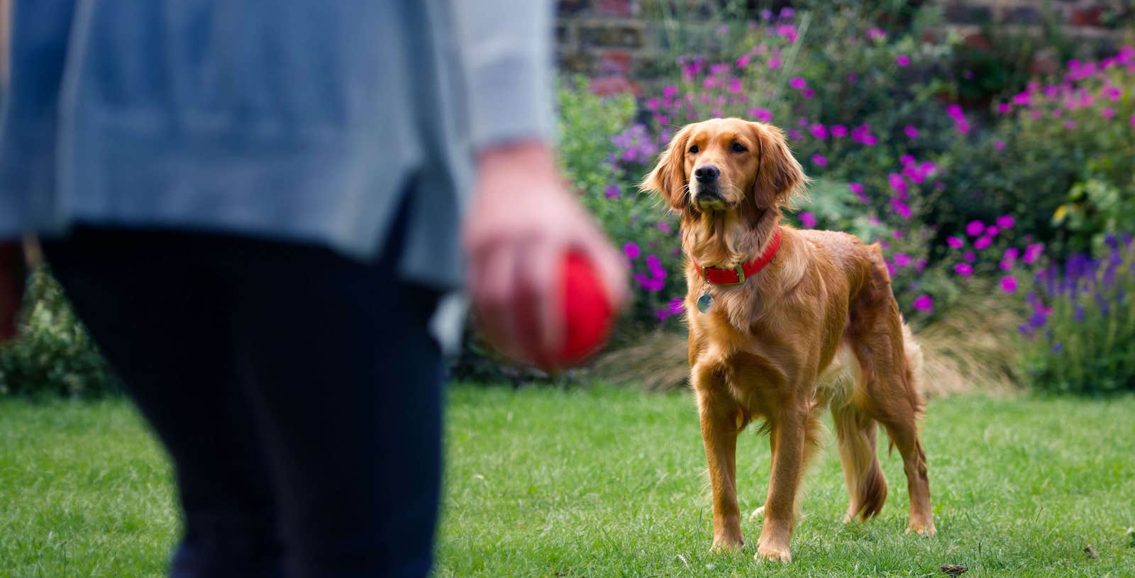 chien qui joue dans le jardin avec son propriétaire