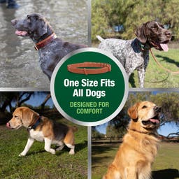 One-size-fits-all dogs collar designed for comfort. Dogs wearing flea collar
