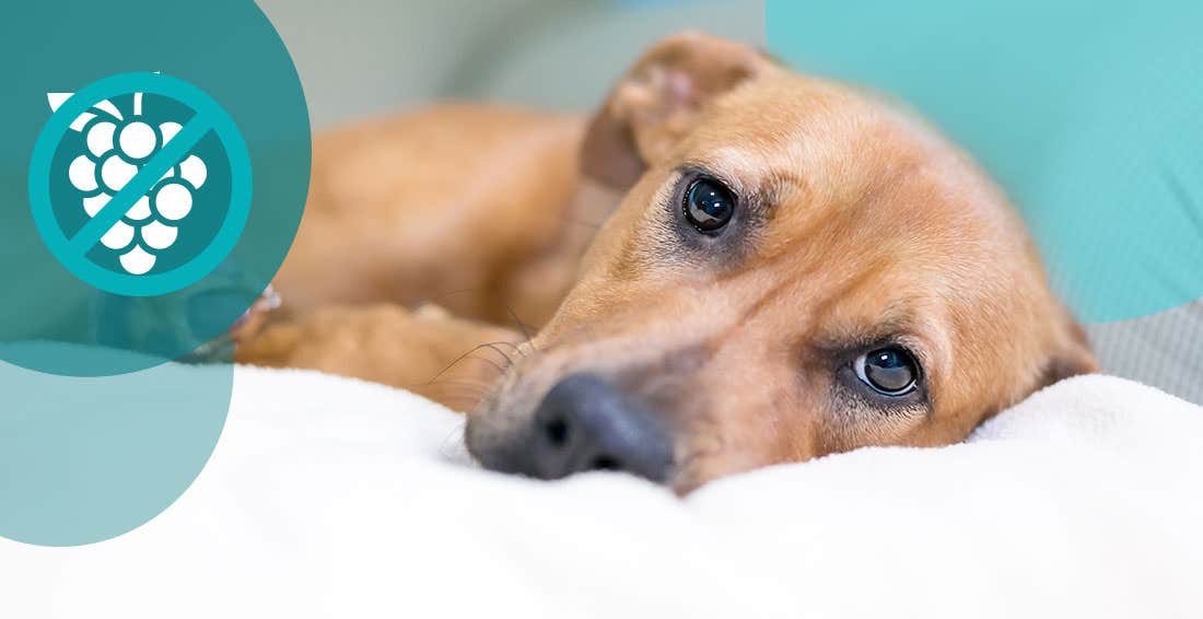 Lethargic brown mutt lying on bed with graphic that explains dogs can’t eat grapes.