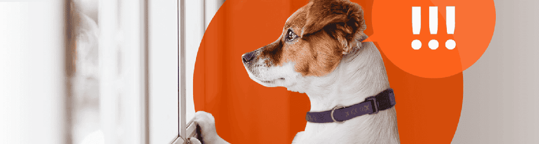 A brown and white Jack Russel terrier looking longingly out the window.