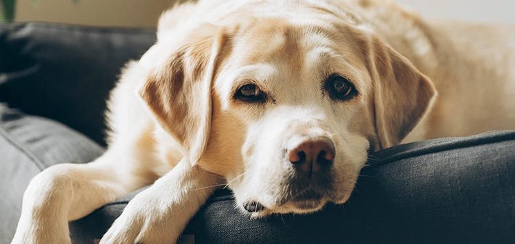 Labrador on sofa