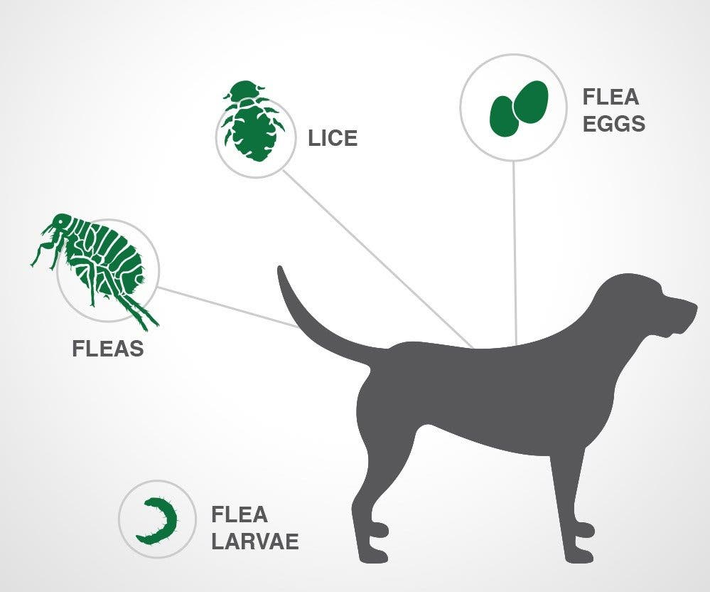 Parasites treated with Advantage II for dogs