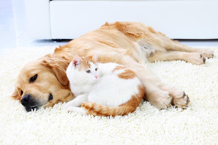 cat and dog on carpet