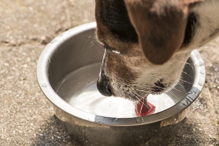 Собака пьет воду из миски